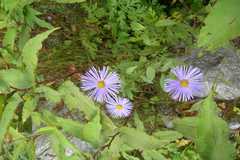 Aster diplostephioides
